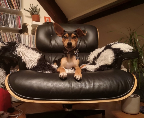 Cosmo, Spike and Krysia’s rescue dog from Cyprus, sitting in the living room (a portion of the CD collection in the background).